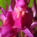 Orchidée