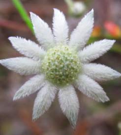little-flannel-flower